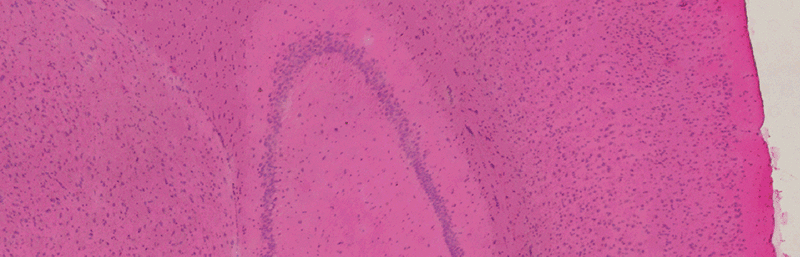 Gif of clustering overlay on stained tissue